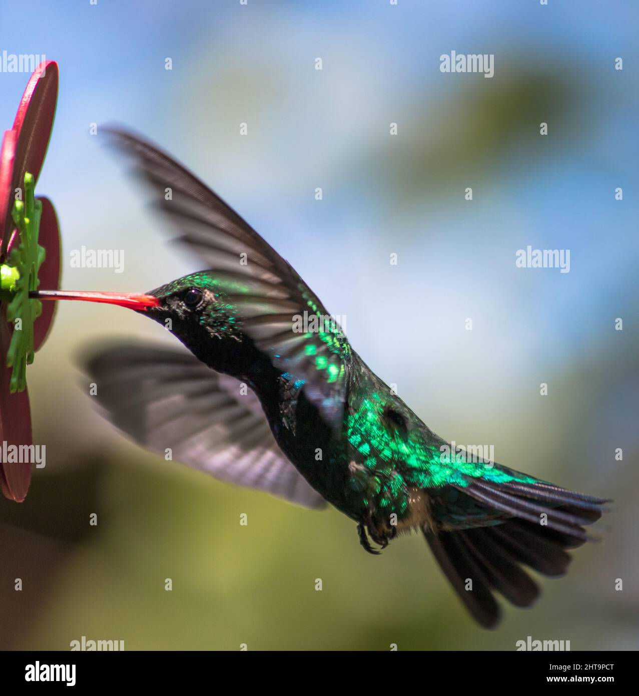 Hummingbird sucking nectar - Glittering-bellied Emerald (Chlorostilbon lucidus) Stock Photo
