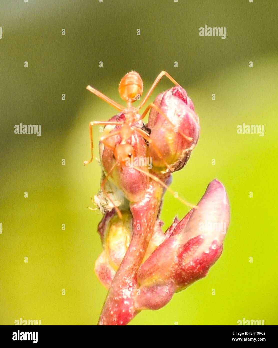 Weaver ants (Oecophylla smaragdina), family Formicidae on flower Stock ...