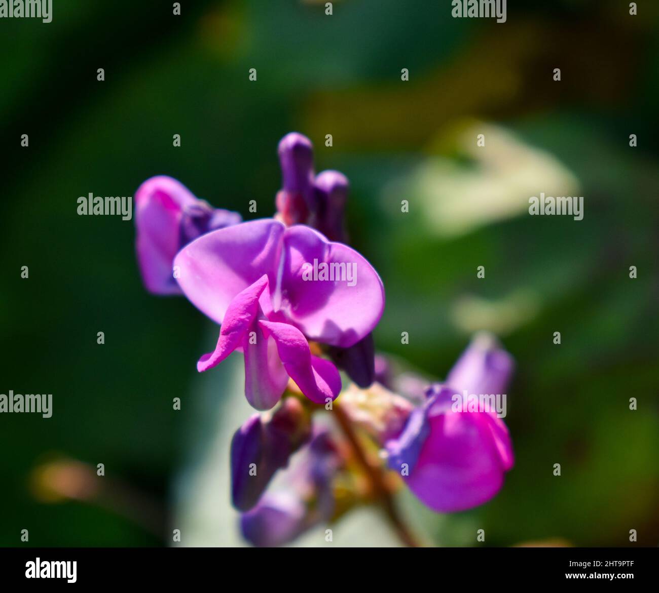 Flower of Hyacinth bean (Lablab purpureus), family Fabaceae, a multi