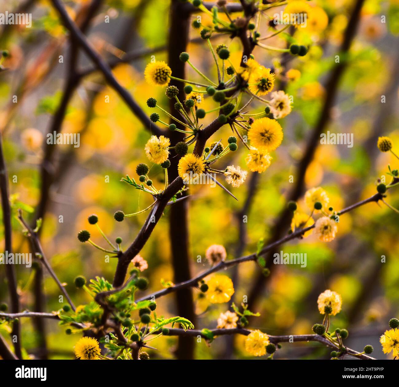 Acacia babul tree hi-res stock photography and images - Page 2 - Alamy
