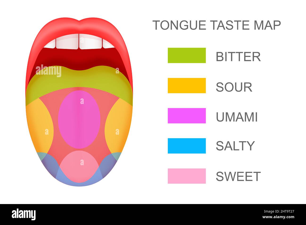 Tongue With Taste Receptors Map Sticking Out From Open Mouth Five Flavor Zones Pseudoscientific Theory Of Human Taste Buds Vector Cartoon Illustration 2HT9T27 