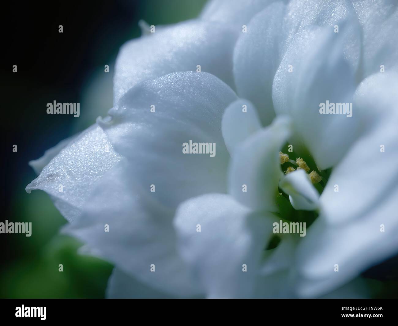 Close-up photo of a beautiful Kalanchoe blossfeldiana 'Calandiva White' flower Stock Photo