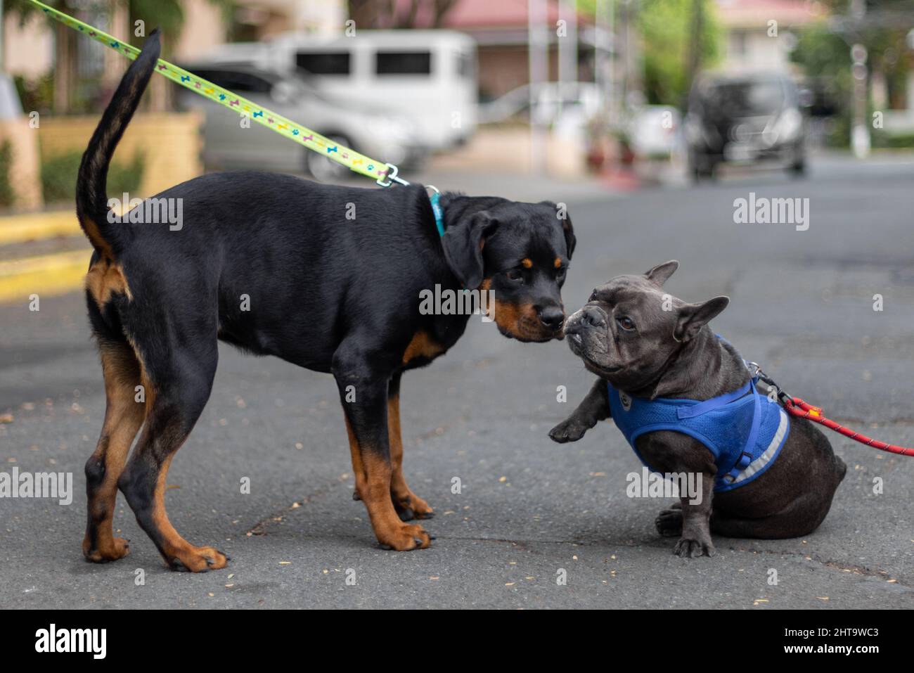French bulldog cheap and rottweiler
