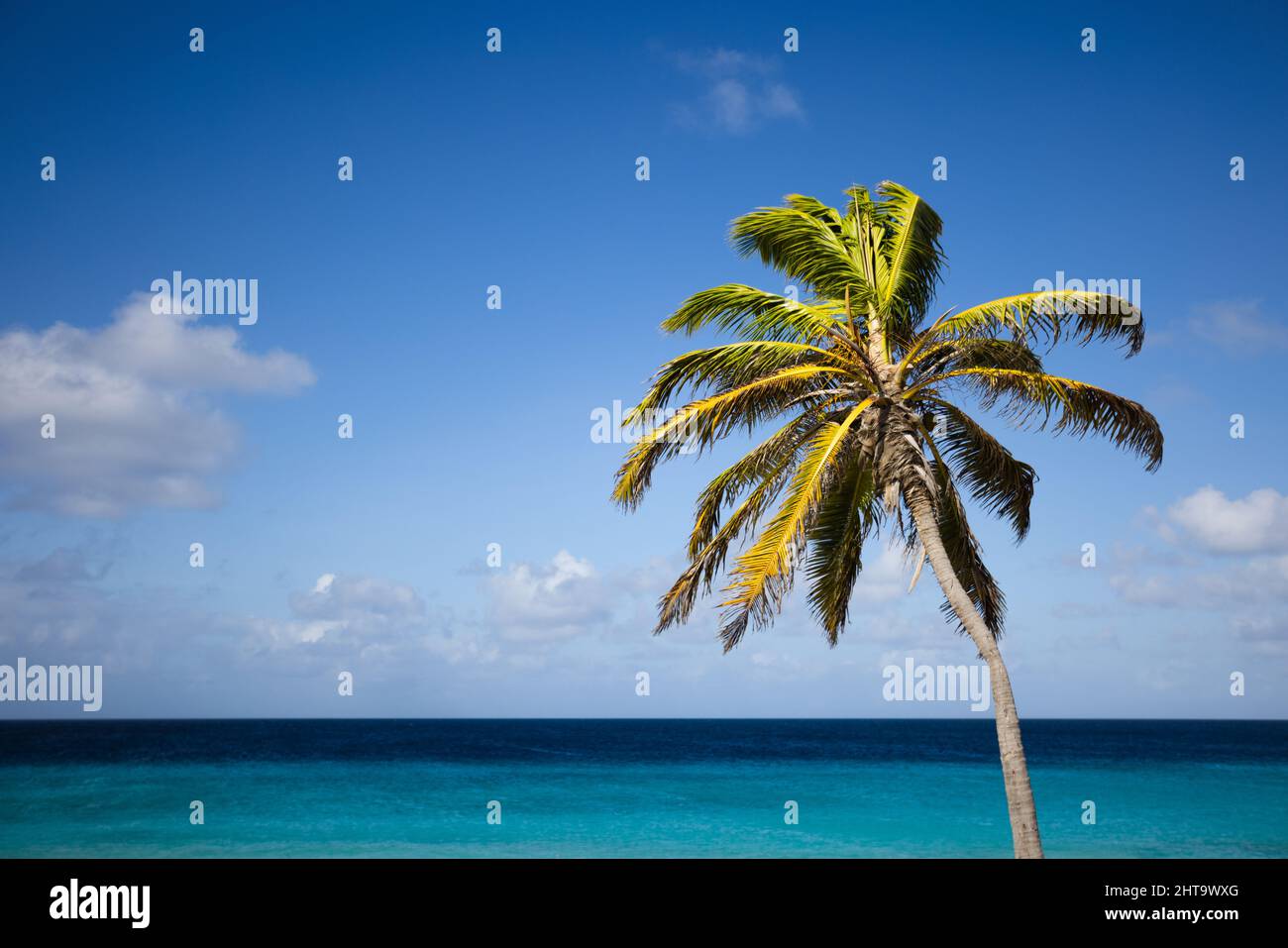 Palm tree on the blue sky and azure sea background Stock Photo - Alamy
