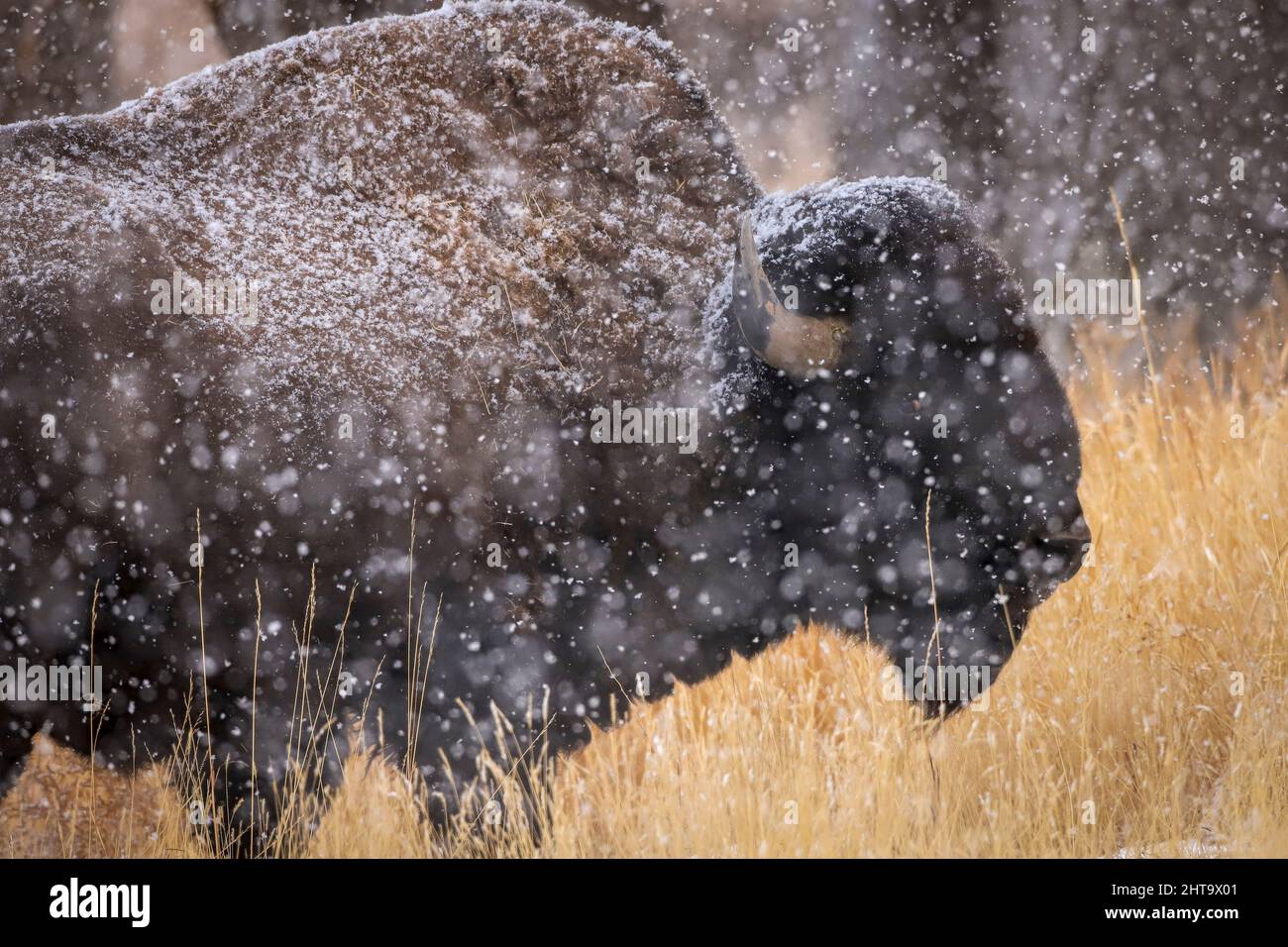 American Bison in snow Stock Photo
