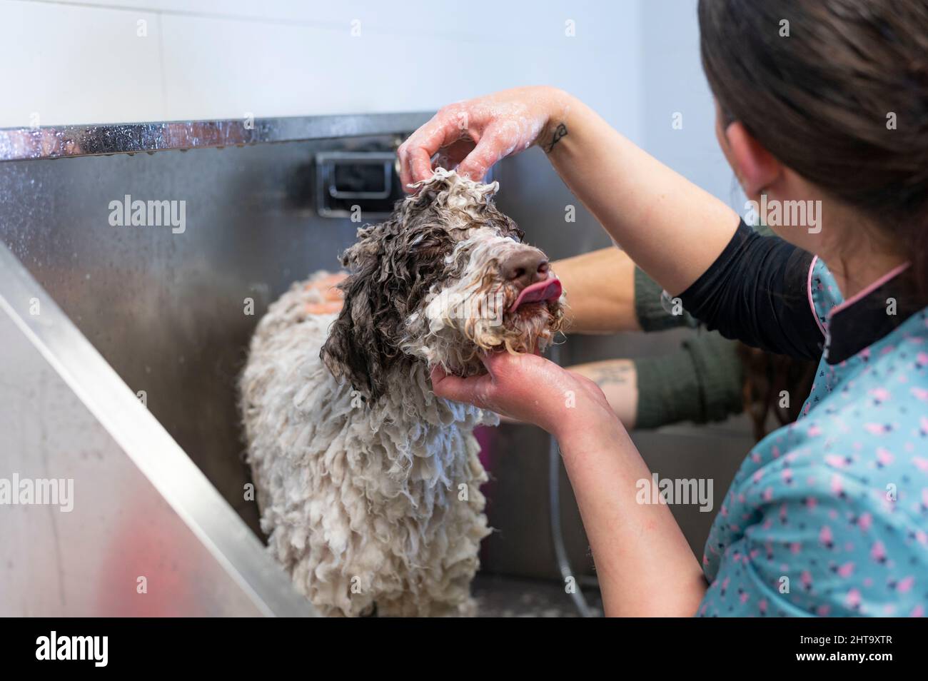 Young woman dog groomer bathing a Spanish Waterdog on a dog bath tub Stock Photo