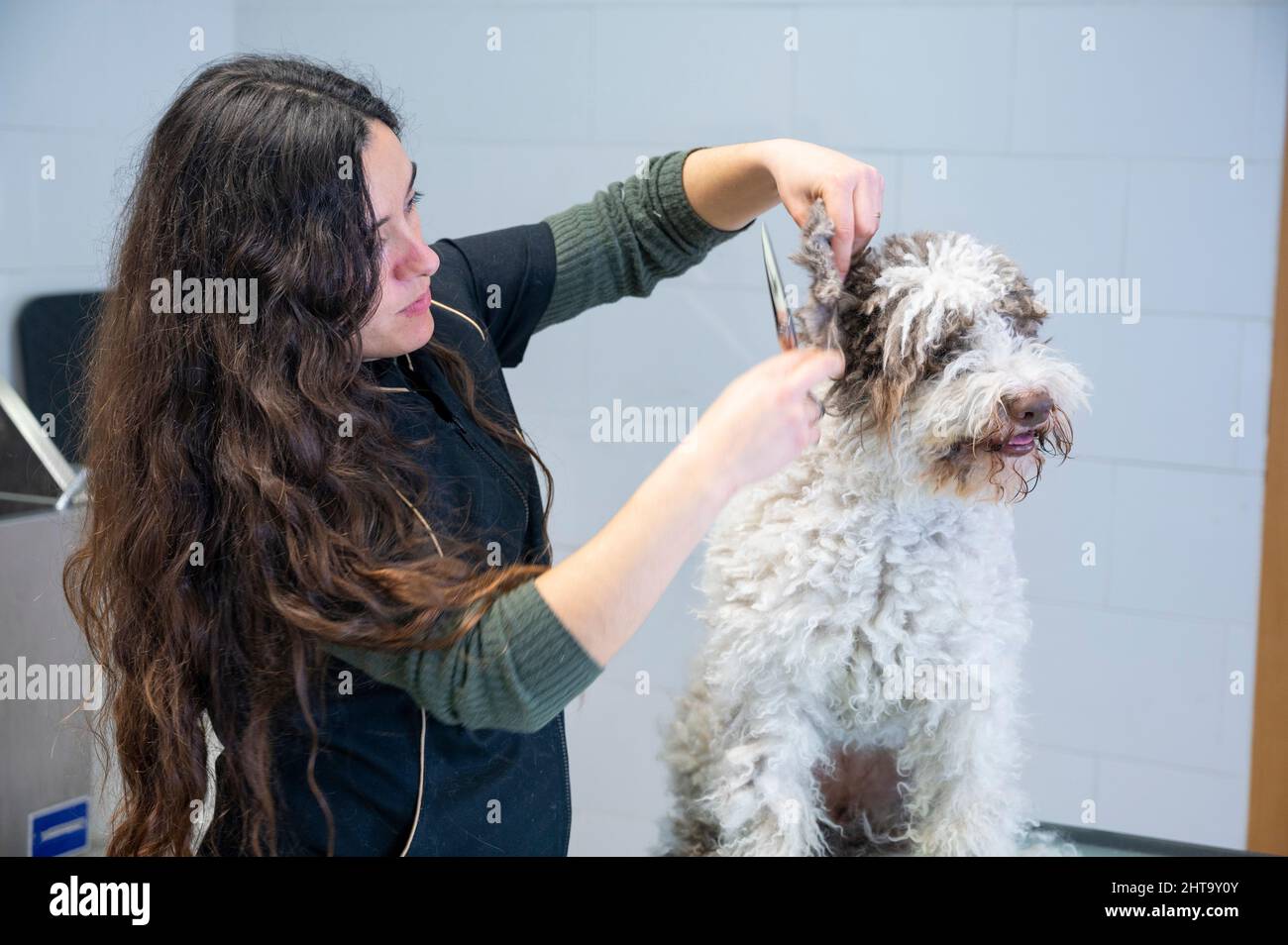 Young woman dog groomer working on a Spanish water dog ears Stock Photo