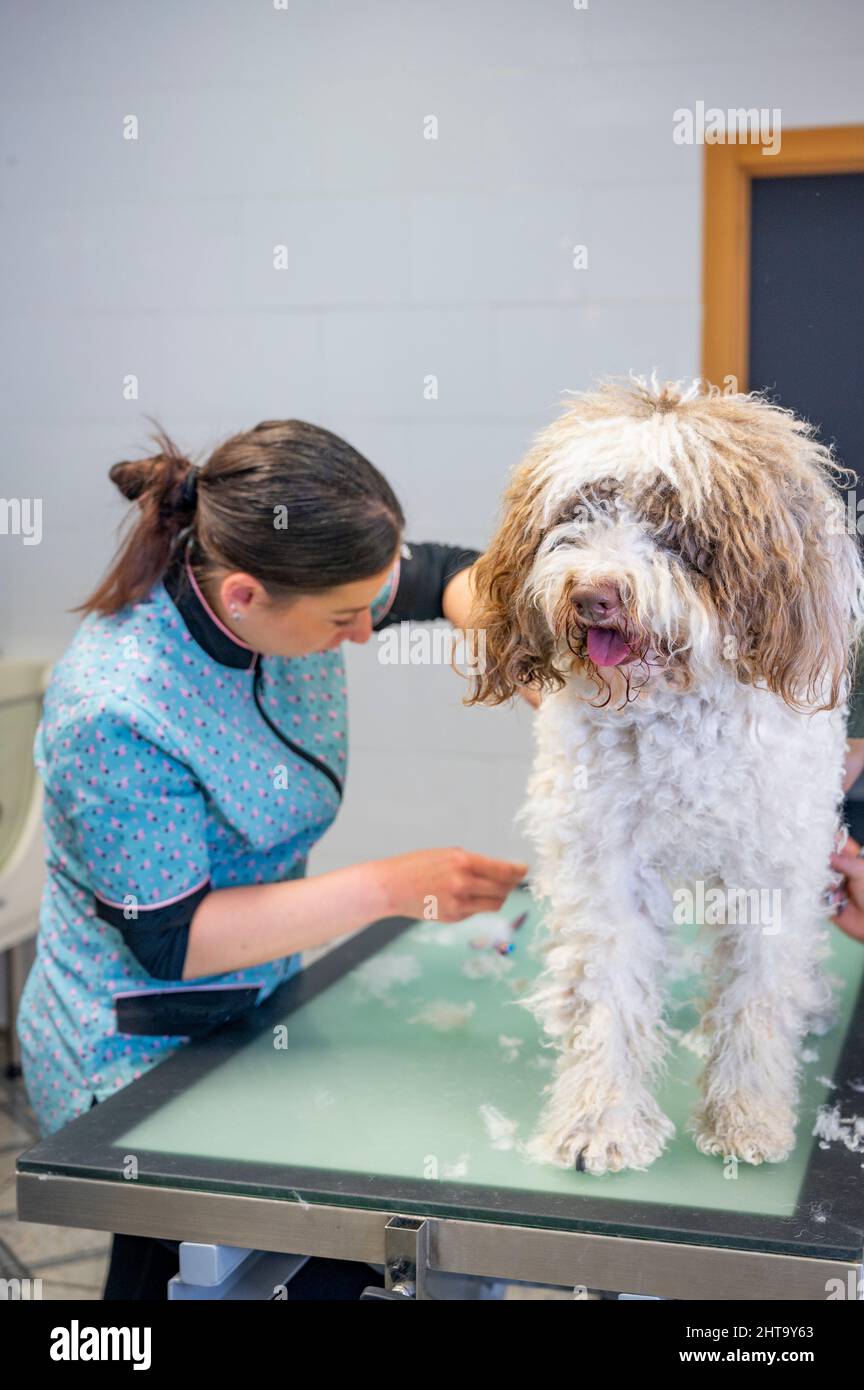 Young woman dog groomer working on a Spanish water dogs hair Stock Photo