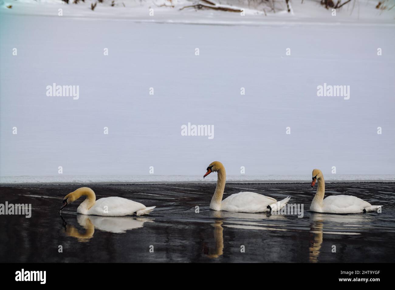 Swans swimming in the cold lake Stock Photo - Alamy