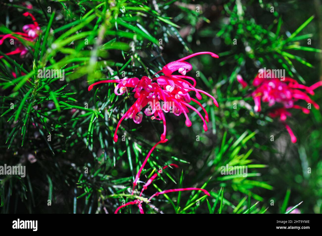Closeup shot of pink Grevillea juniperina or prickly spider-flower under bright sunlight Stock Photo