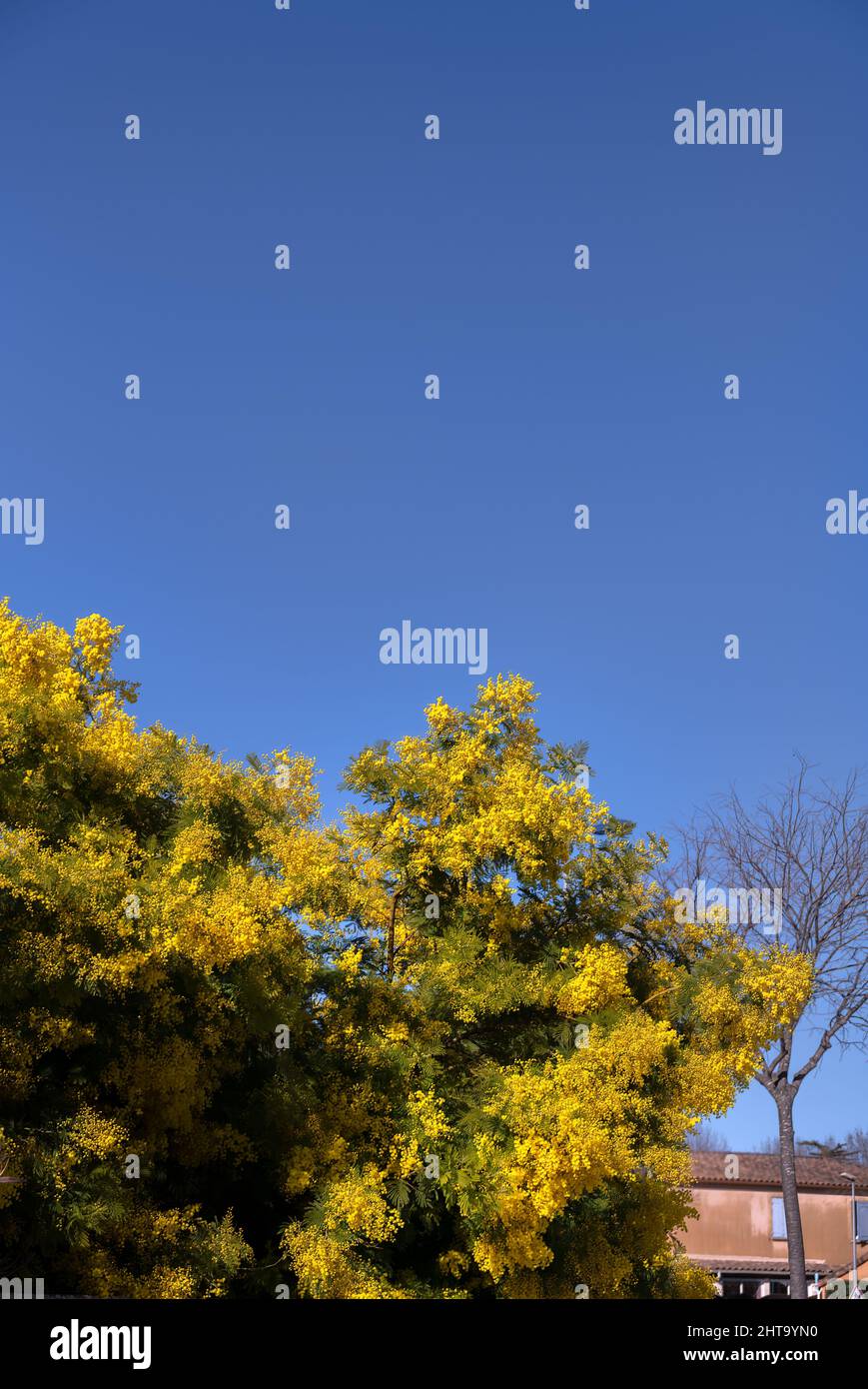 Yellow flowers of acacia dealbata on a sunny winter morning against a blue sky Stock Photo