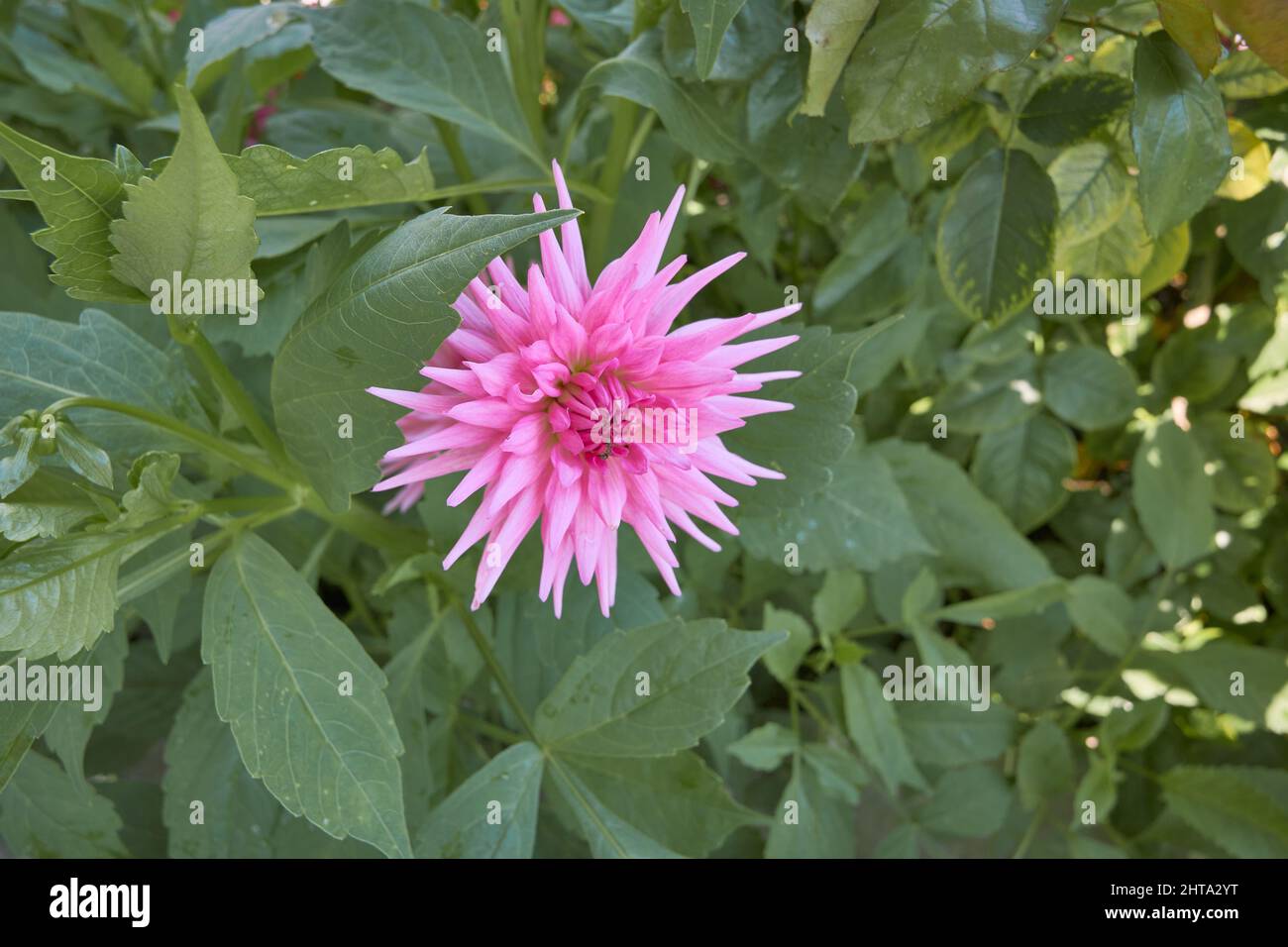 beautiful dahlia cactus flower pink with green leaves Stock Photo