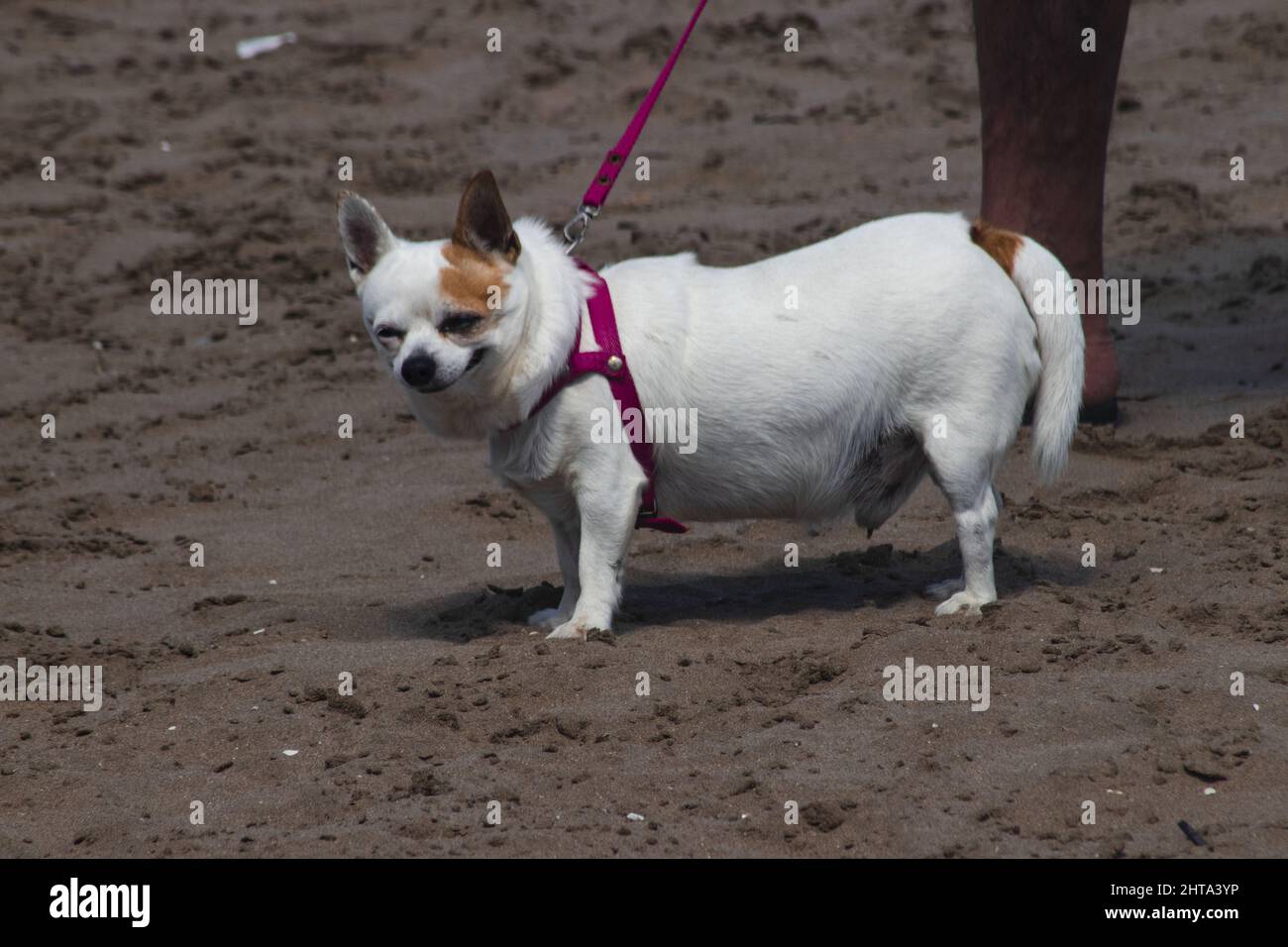 Pembroke Welsh Corgi dog standing on the beach and smiling with a red collar on Stock Photo