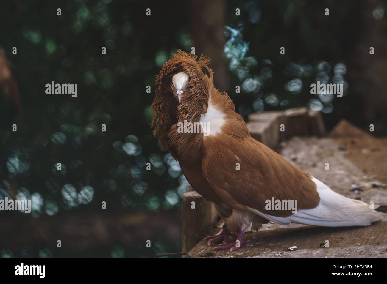 Closeup of a Jacobin pigeon Stock Photo