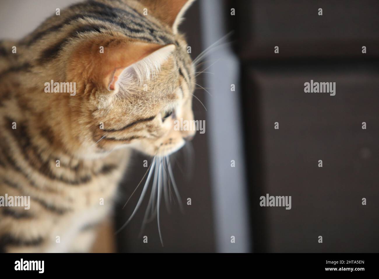 Beautiful bengal cat looking at camera High quality Stock Photo