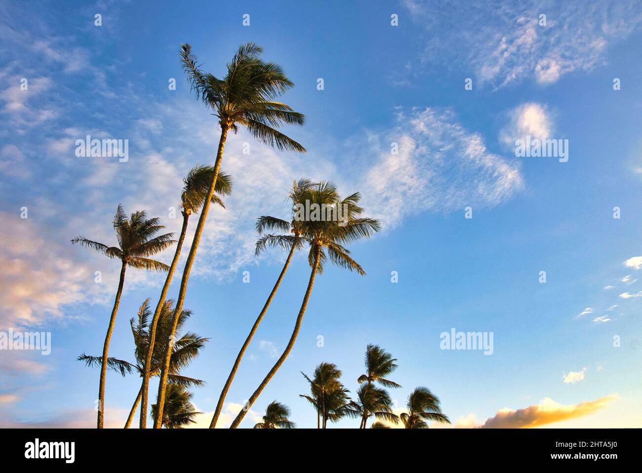 Palm trees against a brilliant blue sky on Maui. Stock Photo