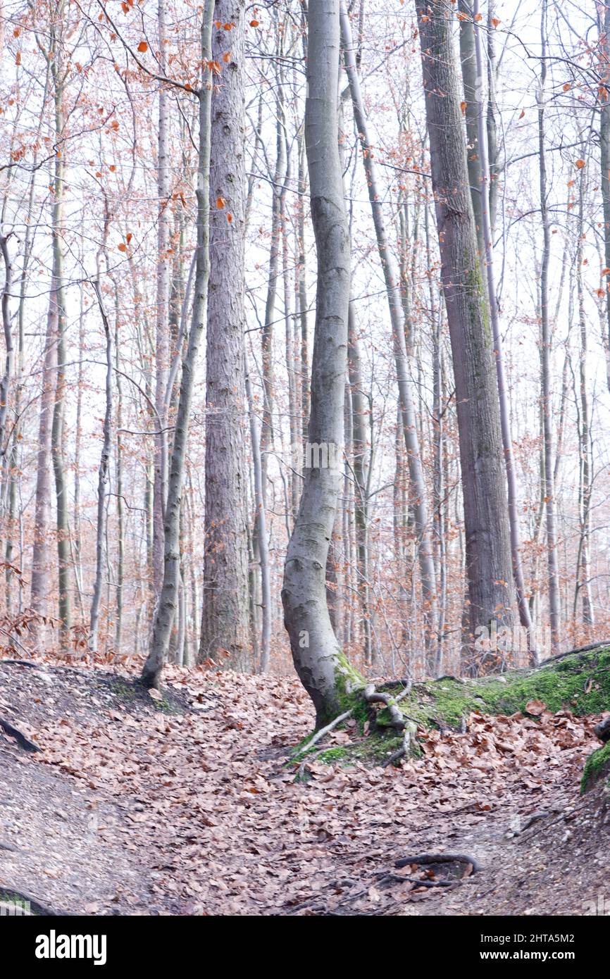 Buchen-Mischwald im Winter im Naturpark Kottenforst-Ville, Nordrhein-Westfalen, Deutschland, Brühl Stock Photo