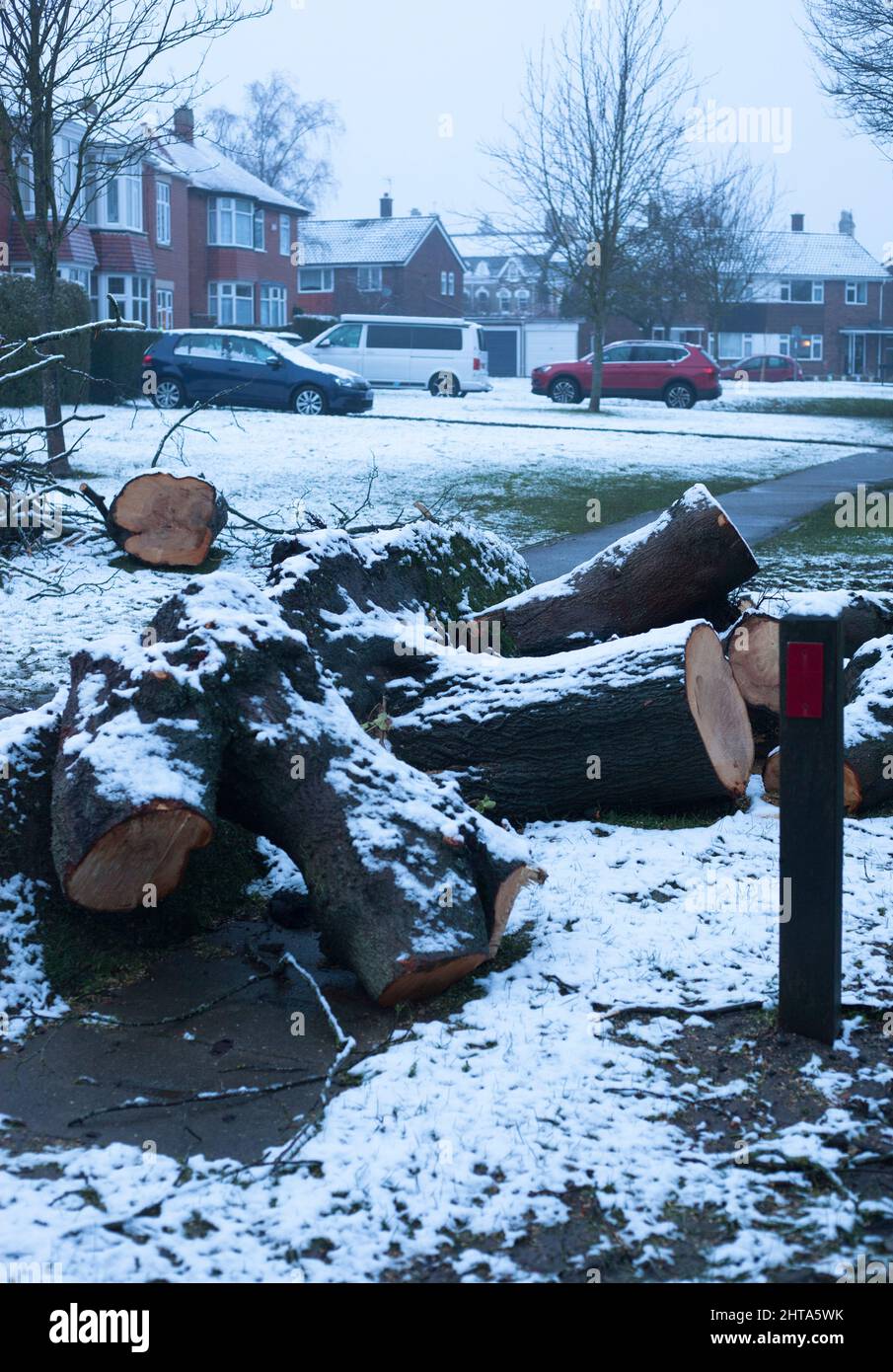 Snow in Beverley, East Yorkshire UK and fallen roadside tree storm damage Storm Eunice February 2022 Stock Photo