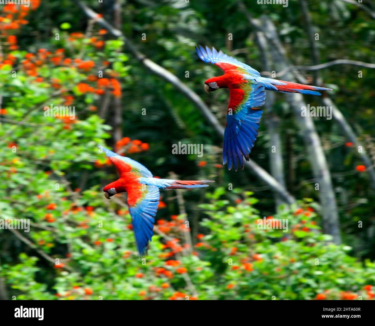 Closeup of two colorful Scarlet Macaw (Ara macao) flying past background of dense green jungle inside the Pampas del Yacuma, Bolivia. Stock Photo