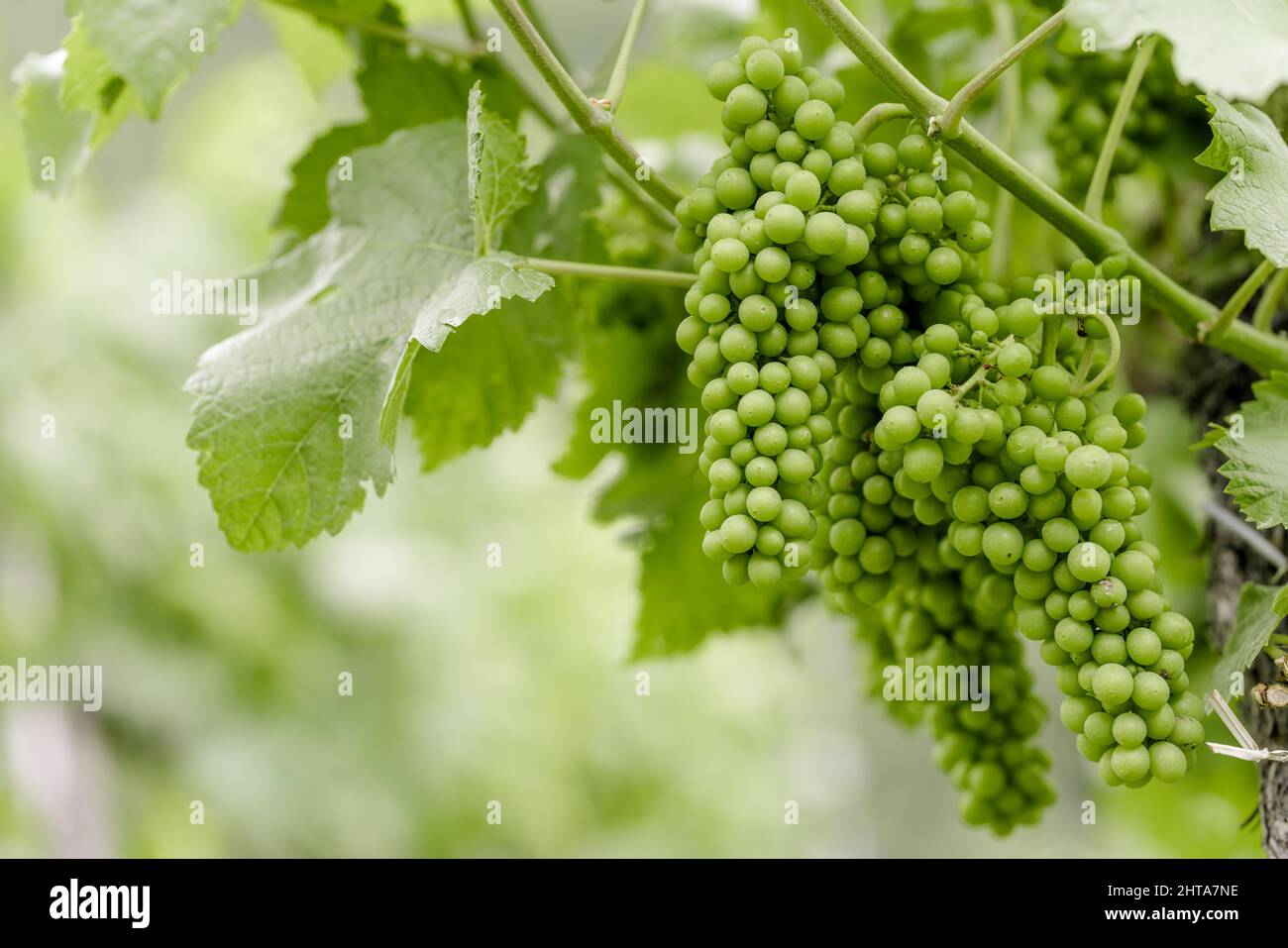 Closeup shot of green grapes on vines in a farm Stock Photo - Alamy
