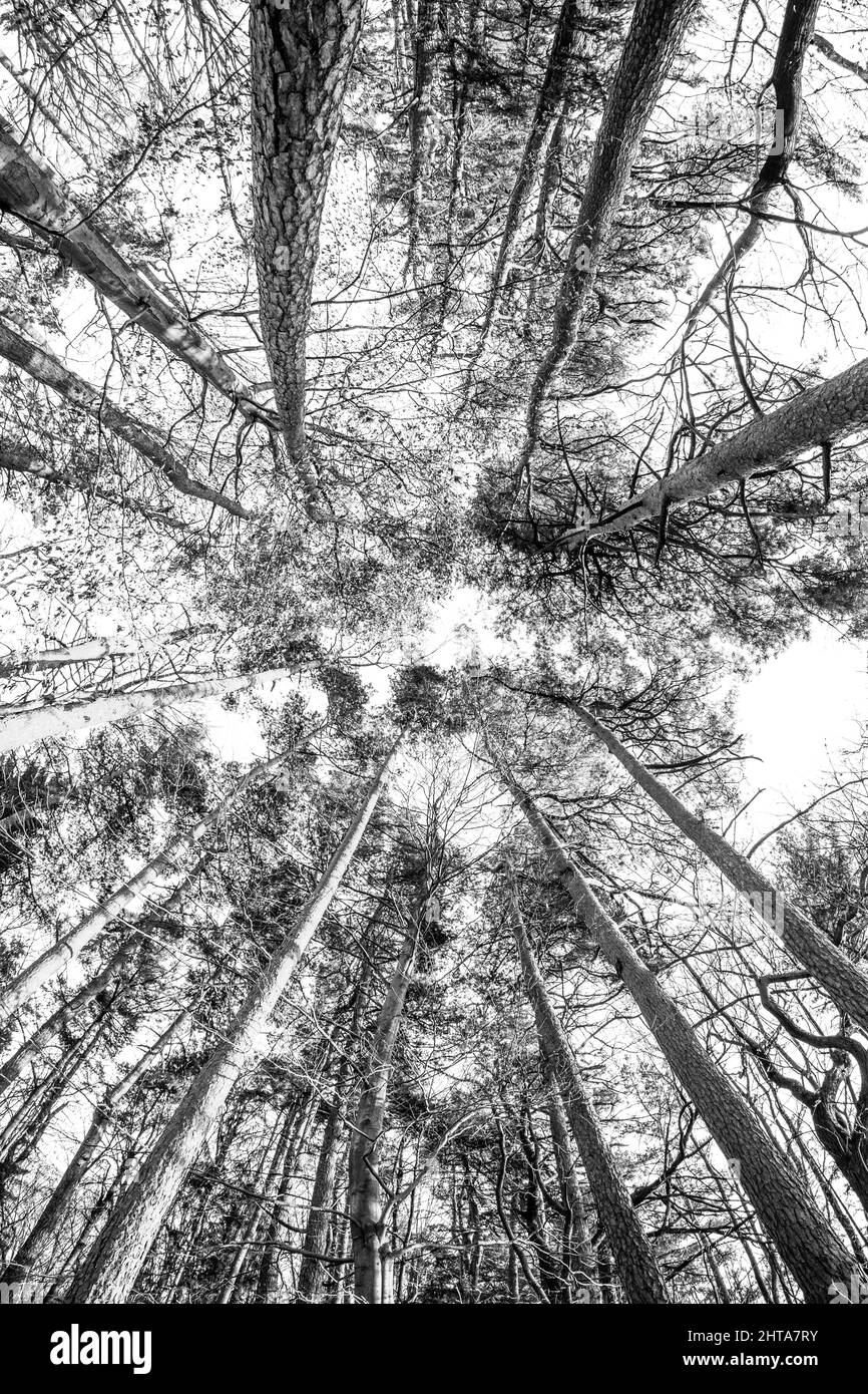 Tall trees low angle Black and White Stock Photos & Images - Alamy