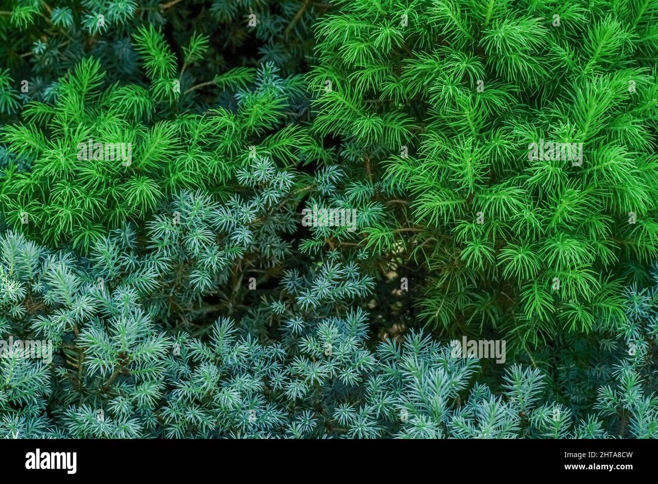 Green and blue spruce needles texture wallpaper, green natural background Stock Photo