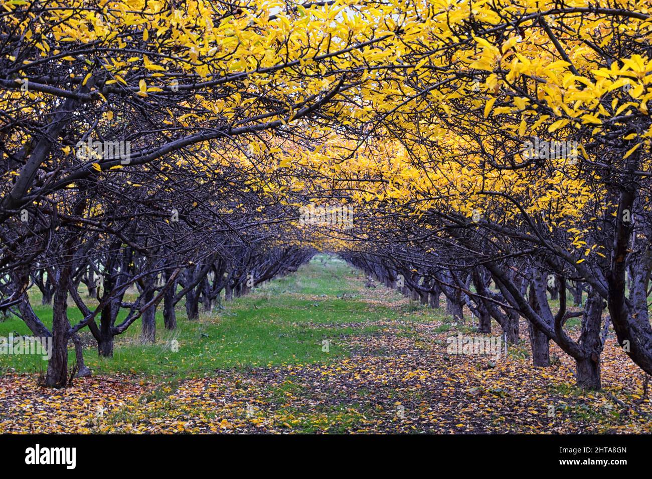 Autumn Grove Orchard