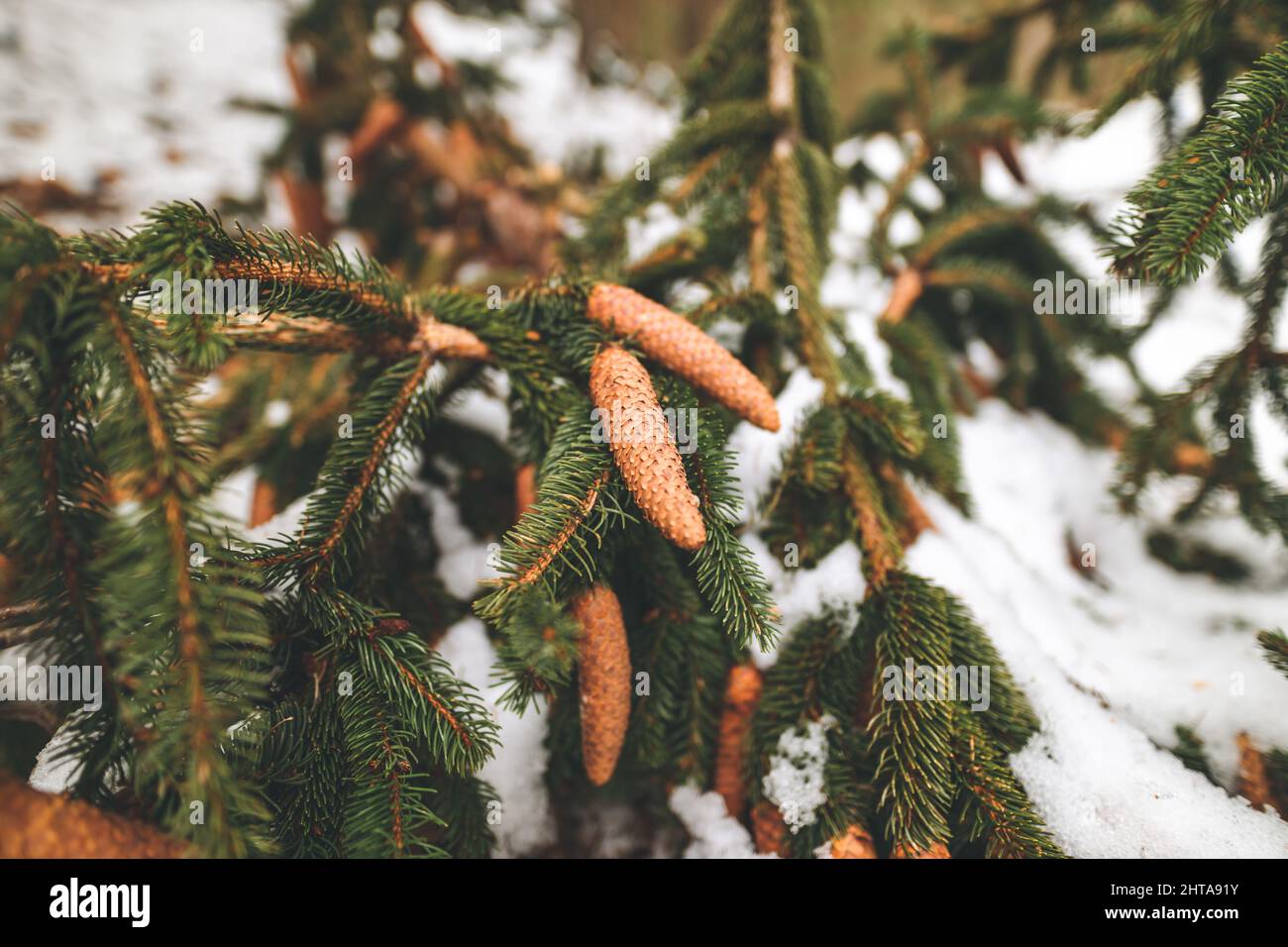 Closeup of a Picea abies branch with cones Stock Photo