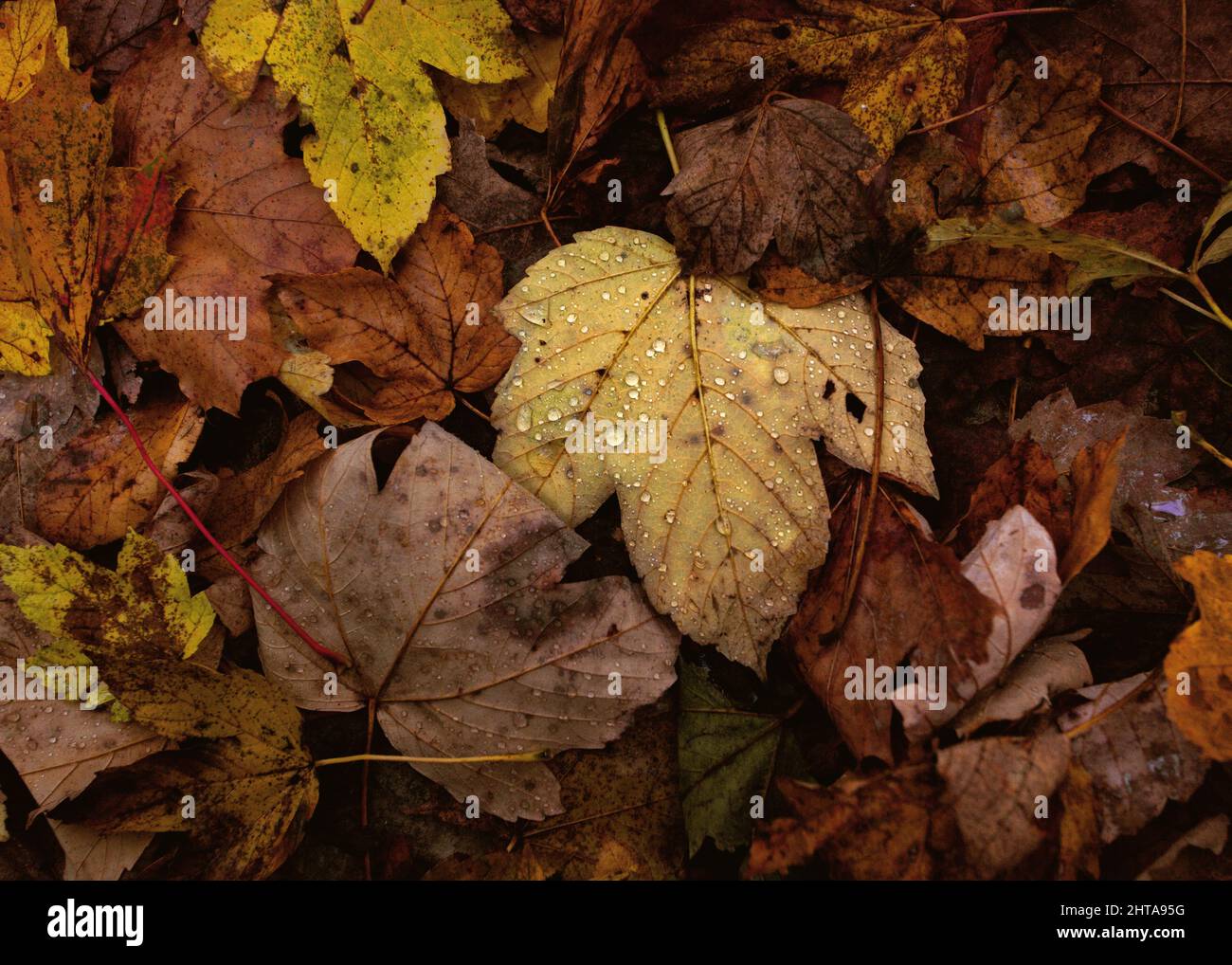 Closeup of leaves on the ground in autumn Stock Photo - Alamy