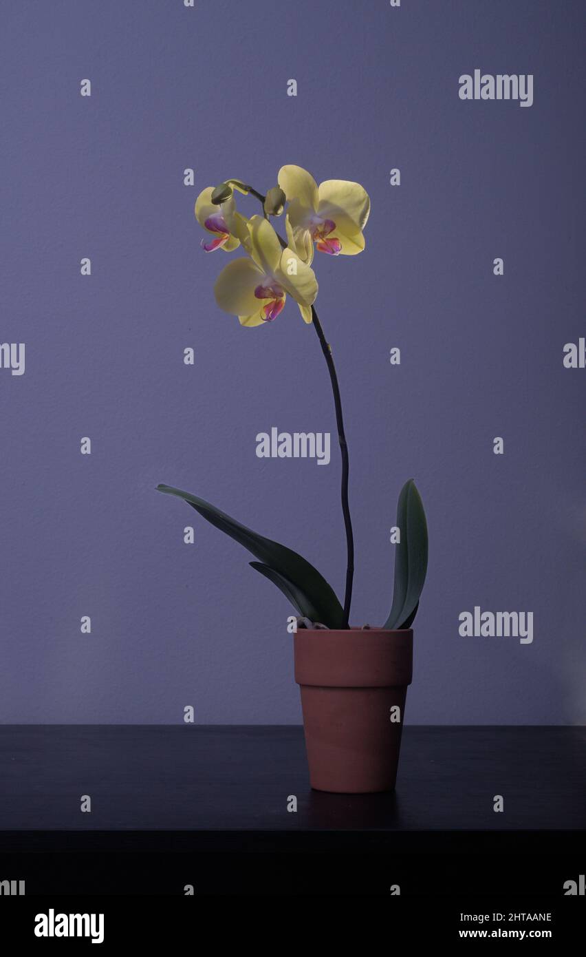 Simplistic elegance of a colorful single orchid, adding natural beauty & zest.. Vibrant colors bursting with life, care & feeling. Aesthetic concept. Stock Photo