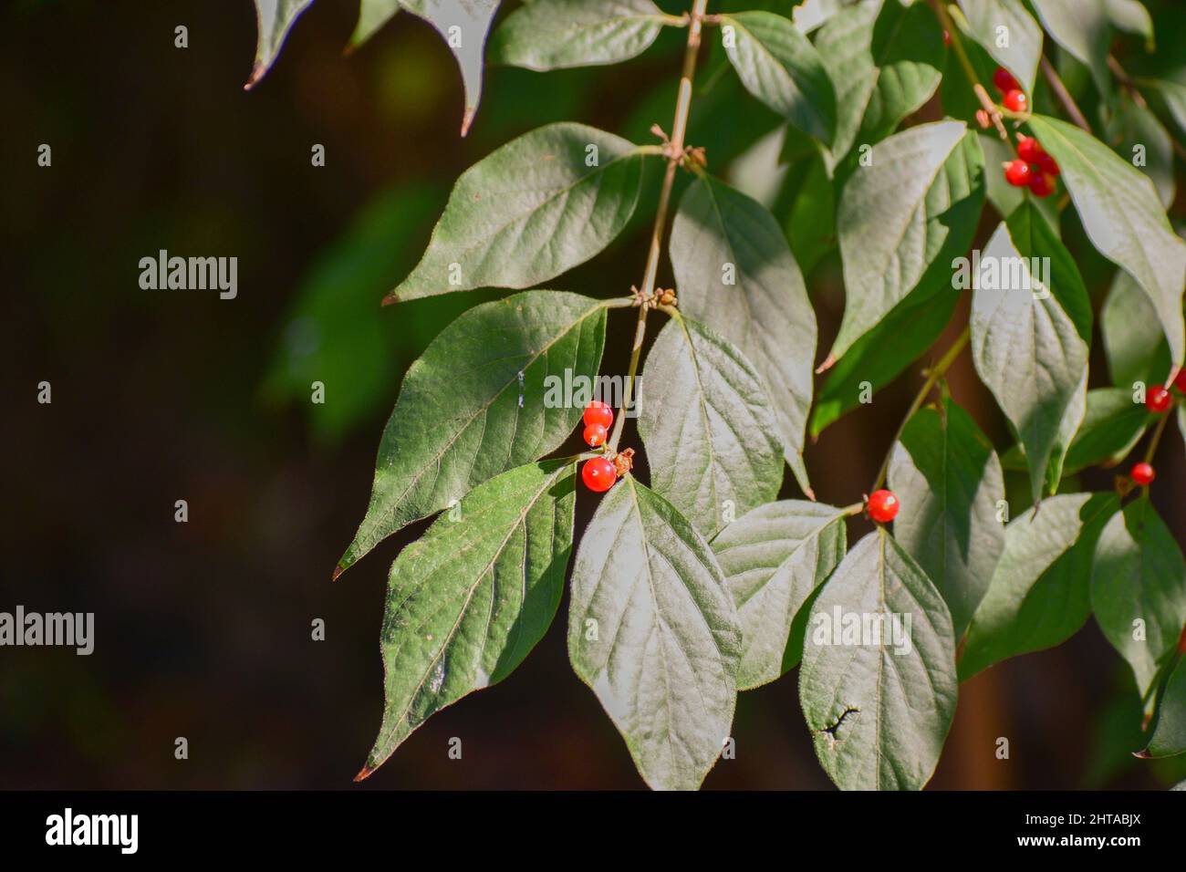 Closeup shot of amur honeysuckle plant Stock Photo