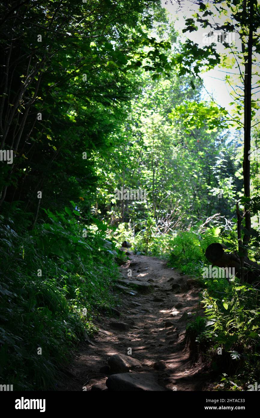 Narrow empty footpath through lush green trees in the forest Stock ...