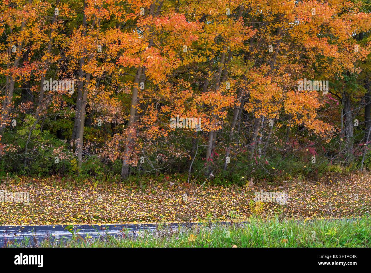 Autumn Leaves along Wisconsin country road Stock Photo