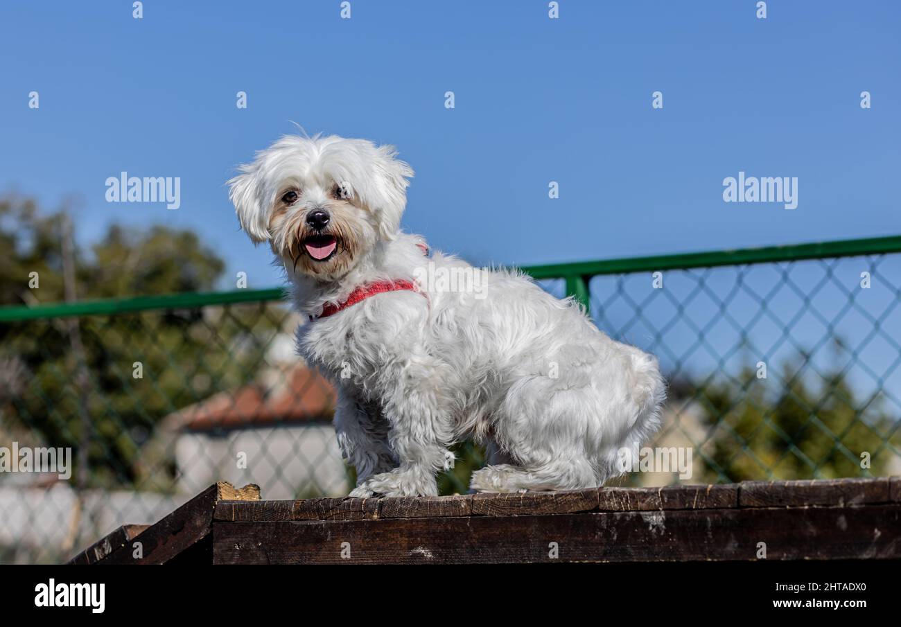 Smiling poodle dog sitting on a chair in the park Stock Photo - Alamy