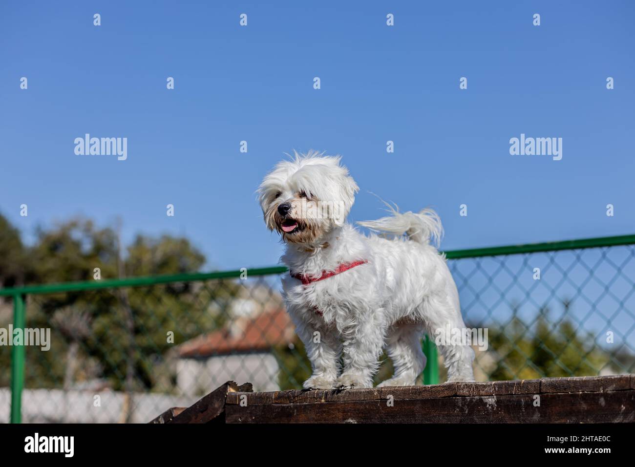 Smiling poodle dog sitting on a chair in the park Stock Photo - Alamy