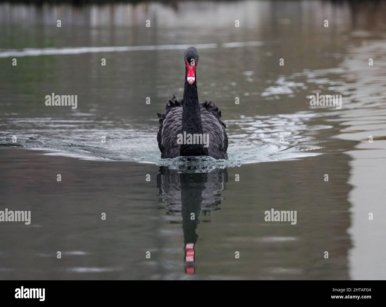 Black swan swimming in a lake Stock Photo - Alamy