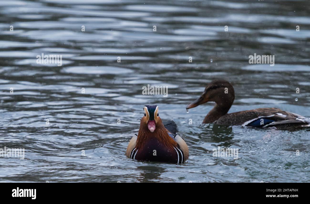 Mandarin ducks swimming in a lake Stock Photo - Alamy