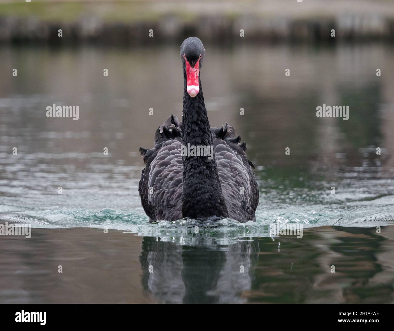 Black swan swimming in a lake Stock Photo - Alamy