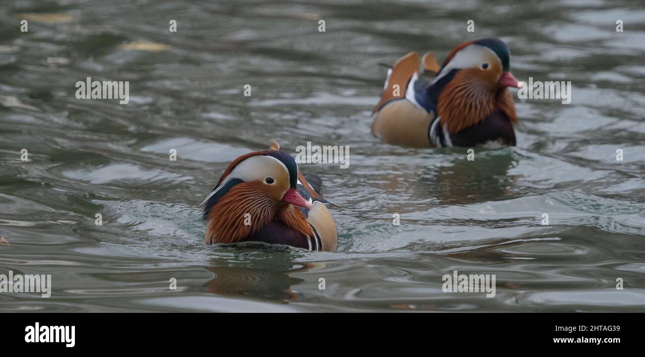 Mandarin ducks swimming in a lake Stock Photo - Alamy