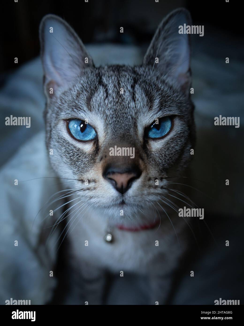 Closeup of an Egyptian Maus Stock Photo