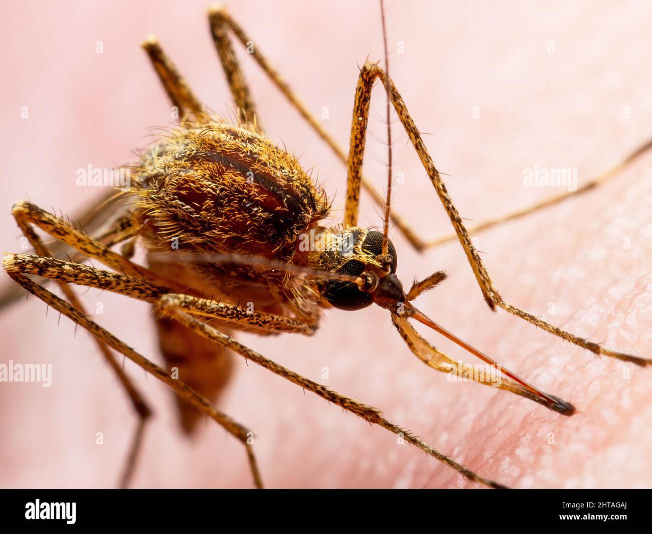 Malaria Infected Mosquito Bite. Leishmaniasis, Encephalitis, Yellow Fever, Dengue, Malaria Disease, Mayaro or Zika Virus Infectious Culex Mosquitoe Stock Photo