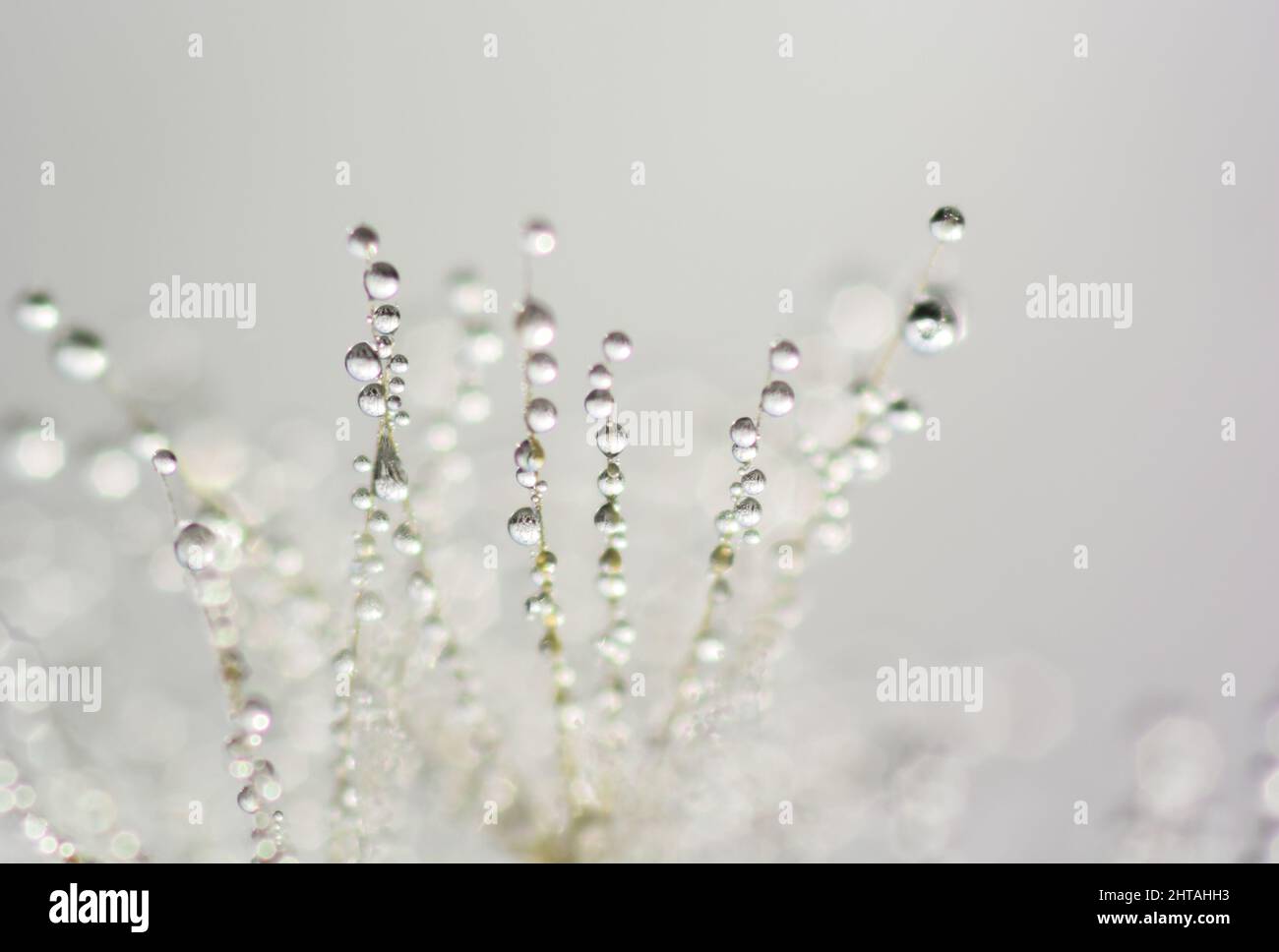 Macro shot of water droplets on strings Stock Photo - Alamy