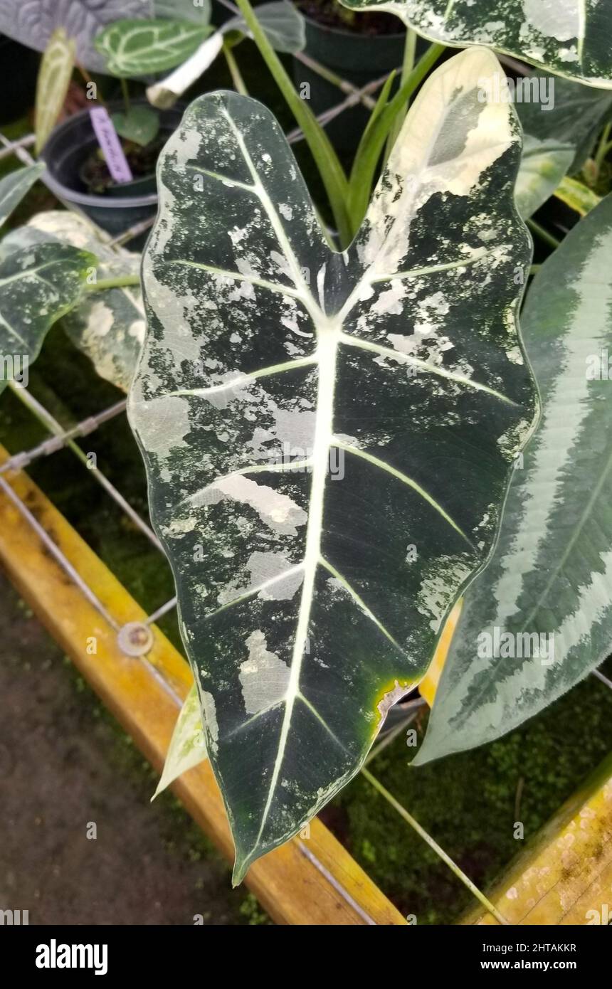 Beautiful white and green marbled leaf of Alocasia Frydek variegated
