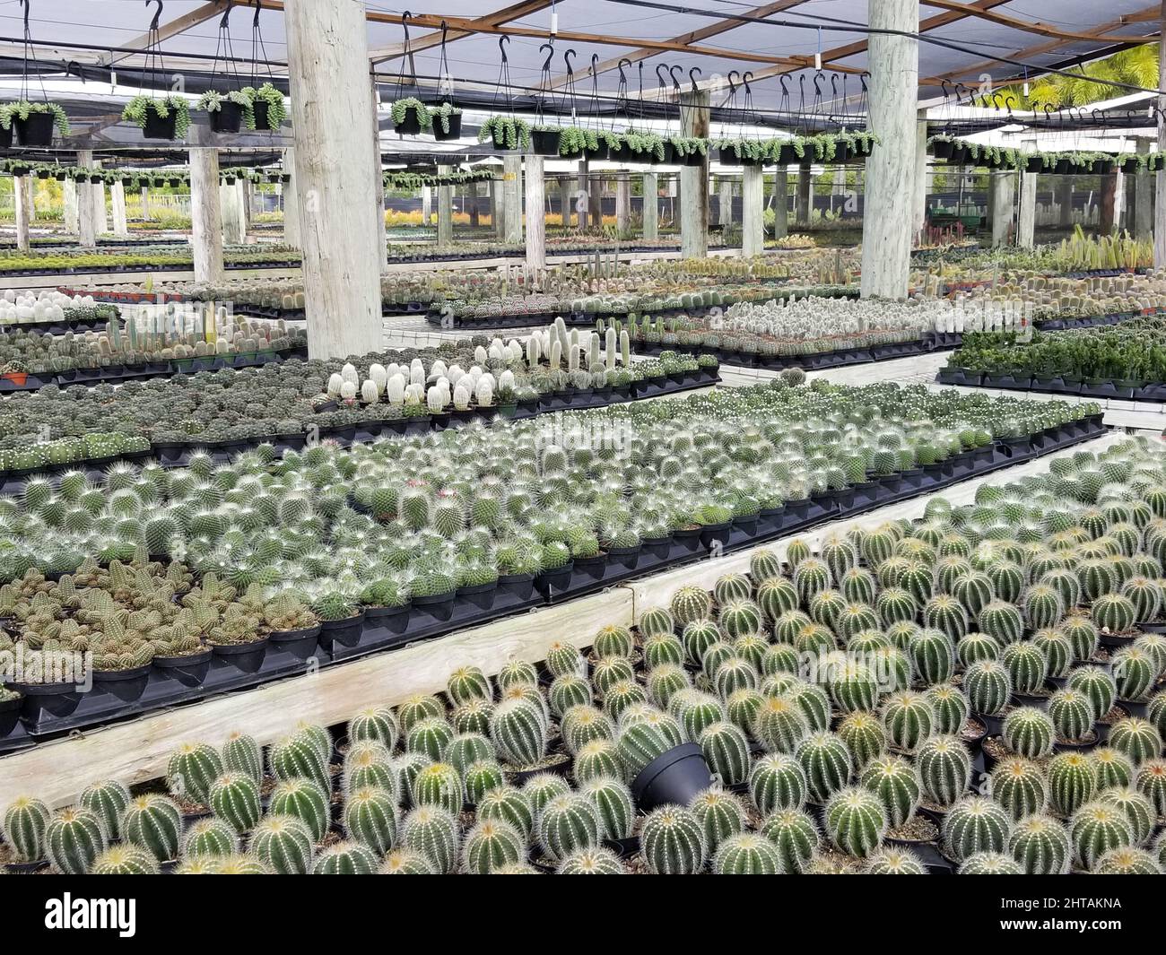A greenhouse with many tropical plants such as cacti and succulents
