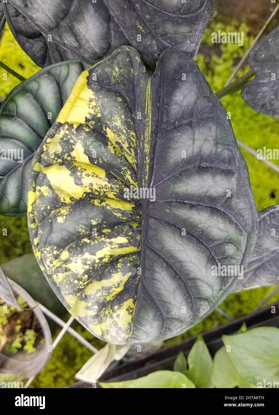 Beautiful yellow and green marbled leaves of Alocasia Dragon Scale variegated, an expensive