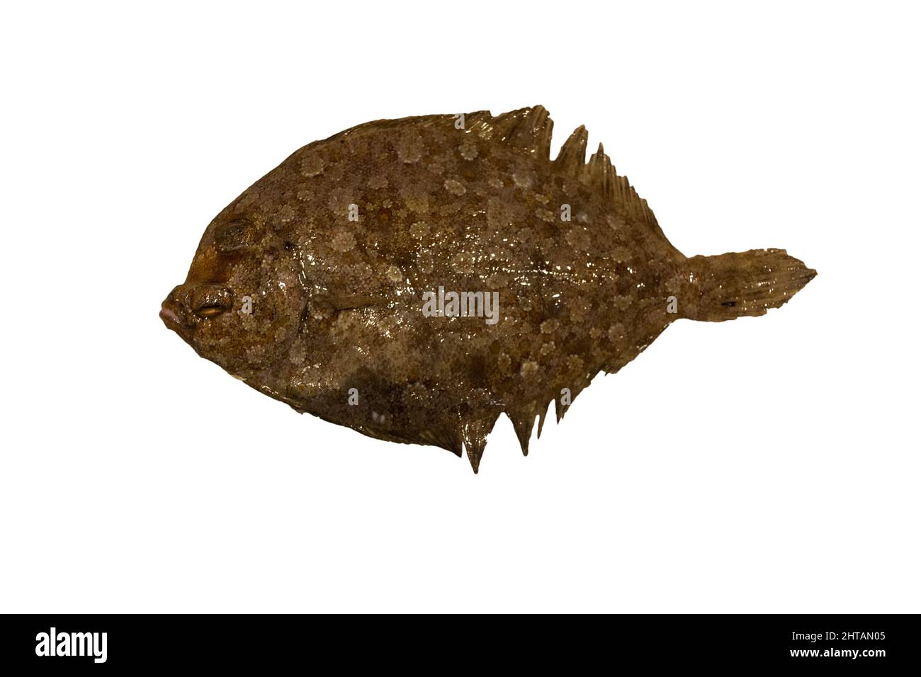 European flounder fish isolated on a white backg Stock Photo Alamy