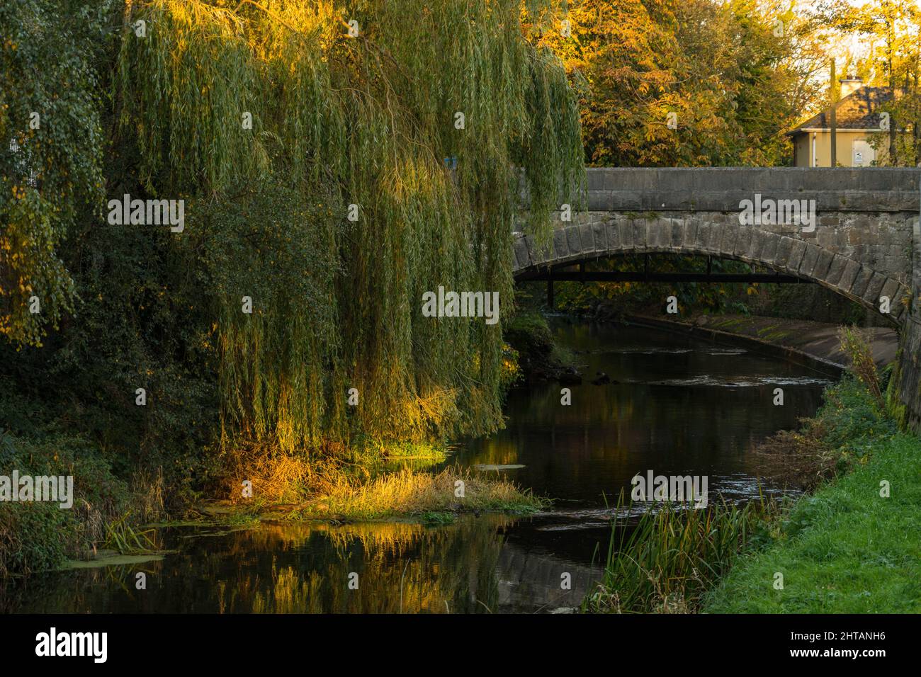 The summer sun shines on a willow tree beside the bridge over the river Dee in Ardee, County Louth Stock Photo