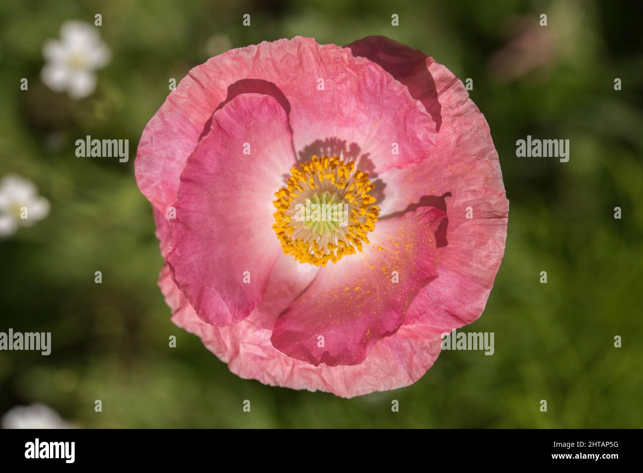 Blooming Pink Poppy Flower Stock Photo