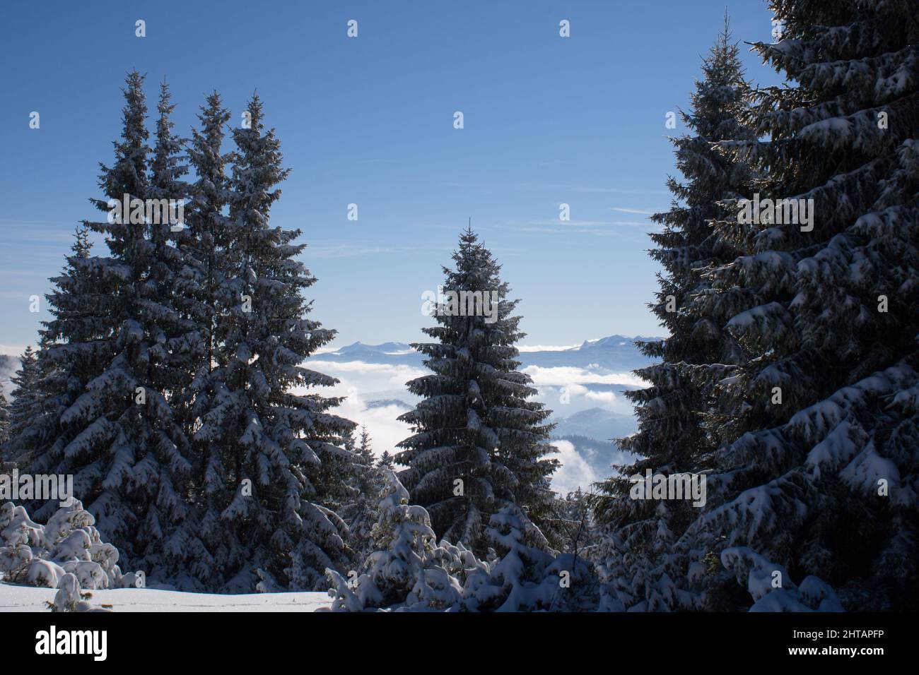 The beautiful winter landscape with the pine trees covered with snow ...