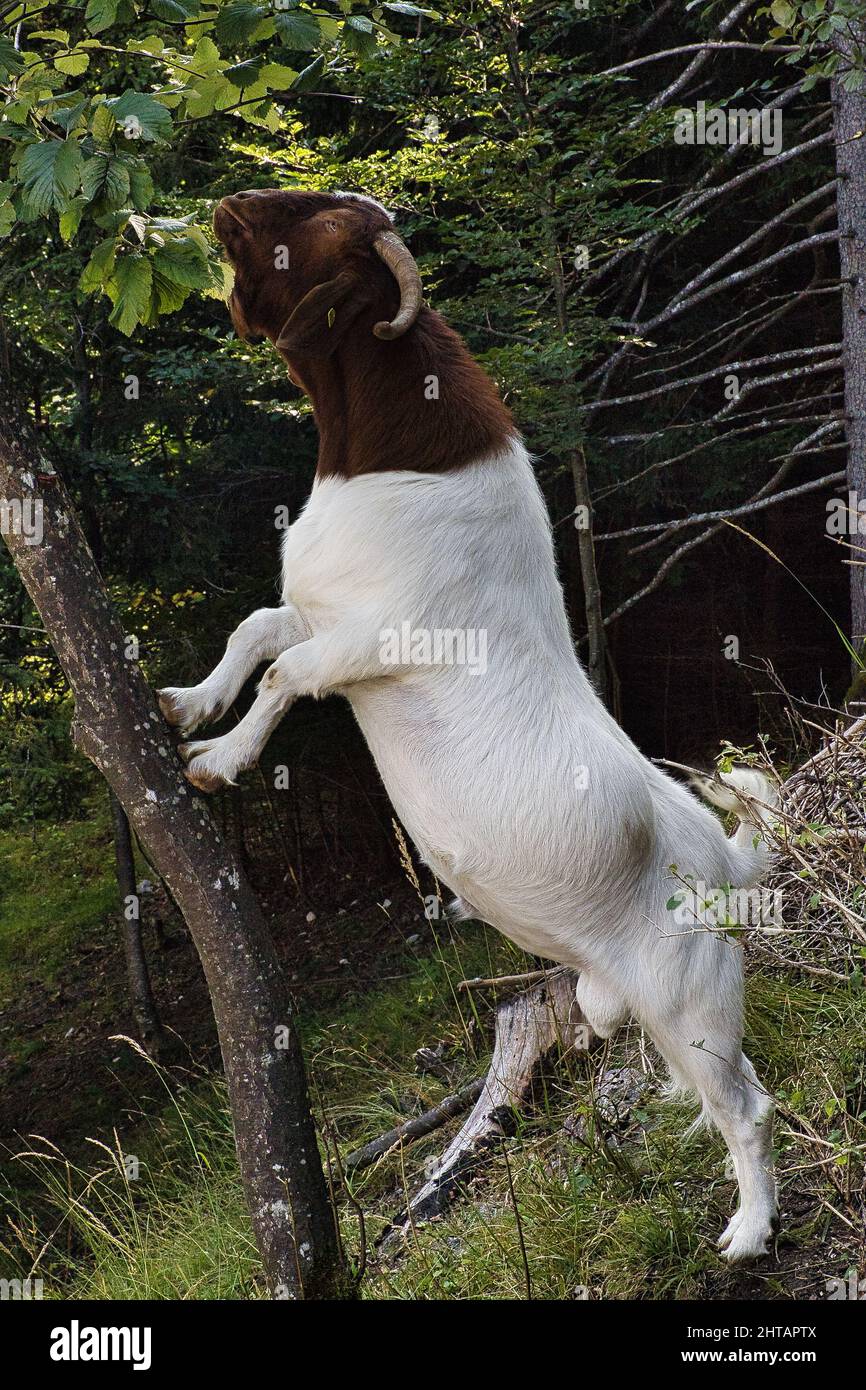 Vertical shot of a goat eating tree leaves Stock Photo Alamy